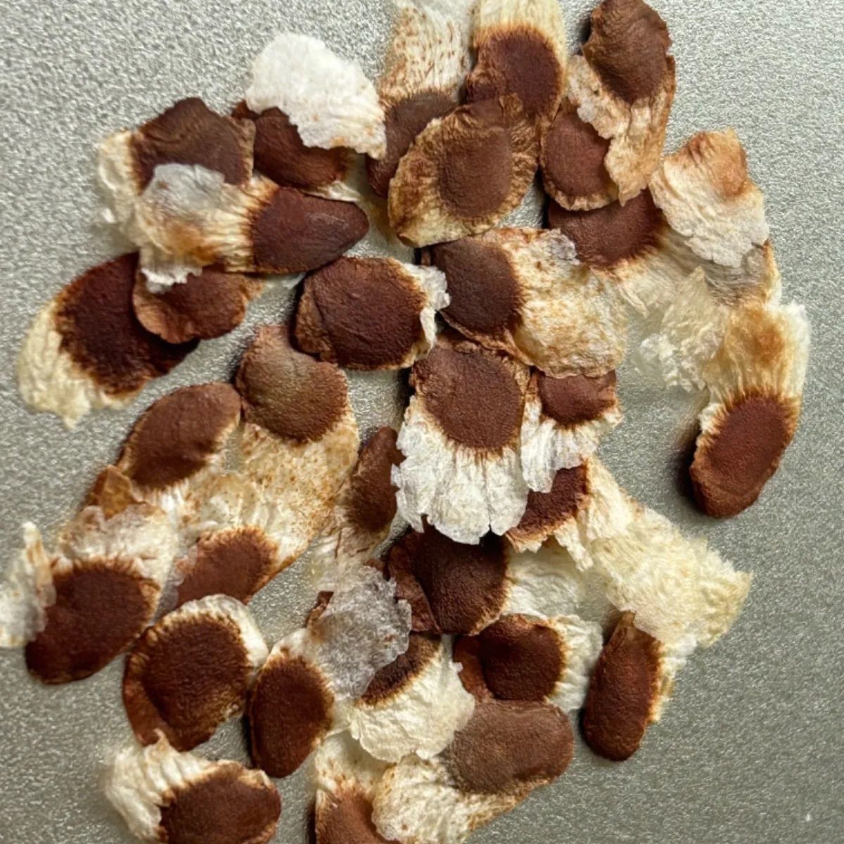 2000粒 亀甲竜種子 Dioscorea elephantipes