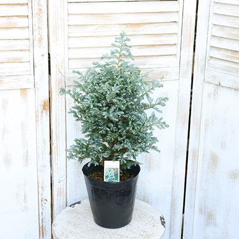 庭木ボールバード シンボルツリークリ マススツリー コニファー