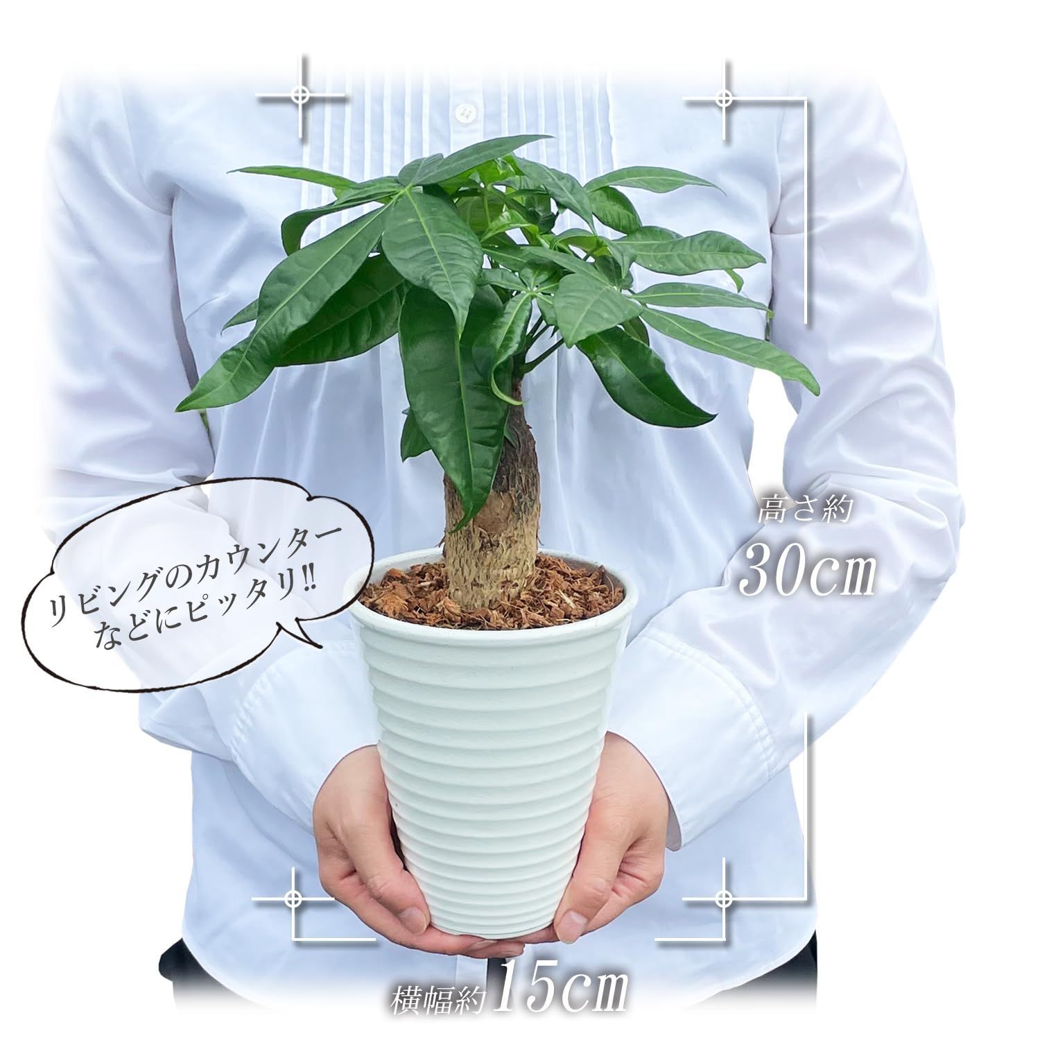 ミニ ミニ観葉植物