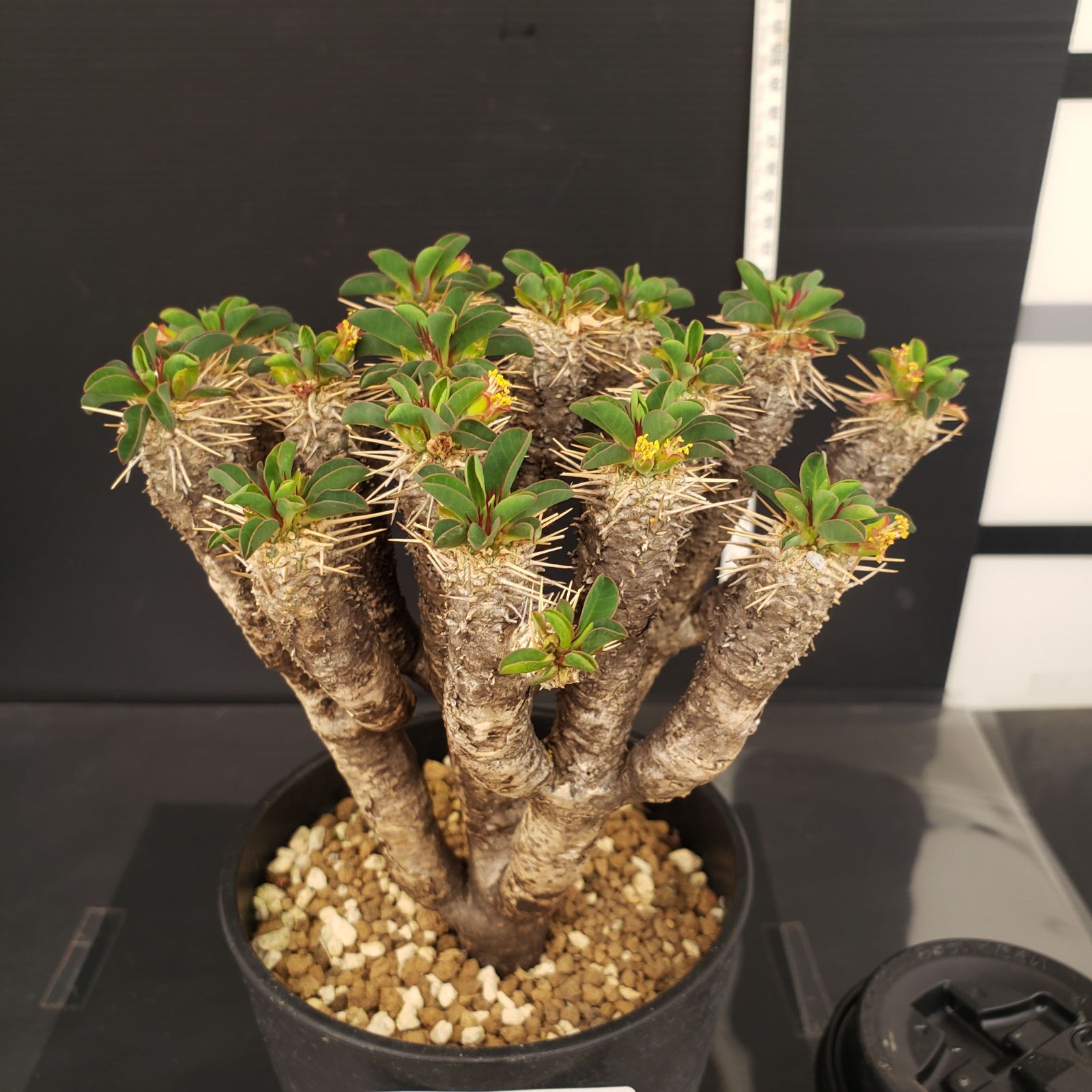 ユーフォルビア ギラウミニアナ eg37 ユーフォルビア ギラウミニアナ | morikoro plants