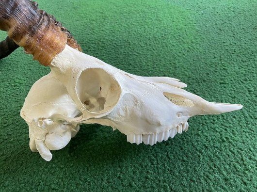 オグロヌー スカルホーン ※捕獲データ付 【公式通販】