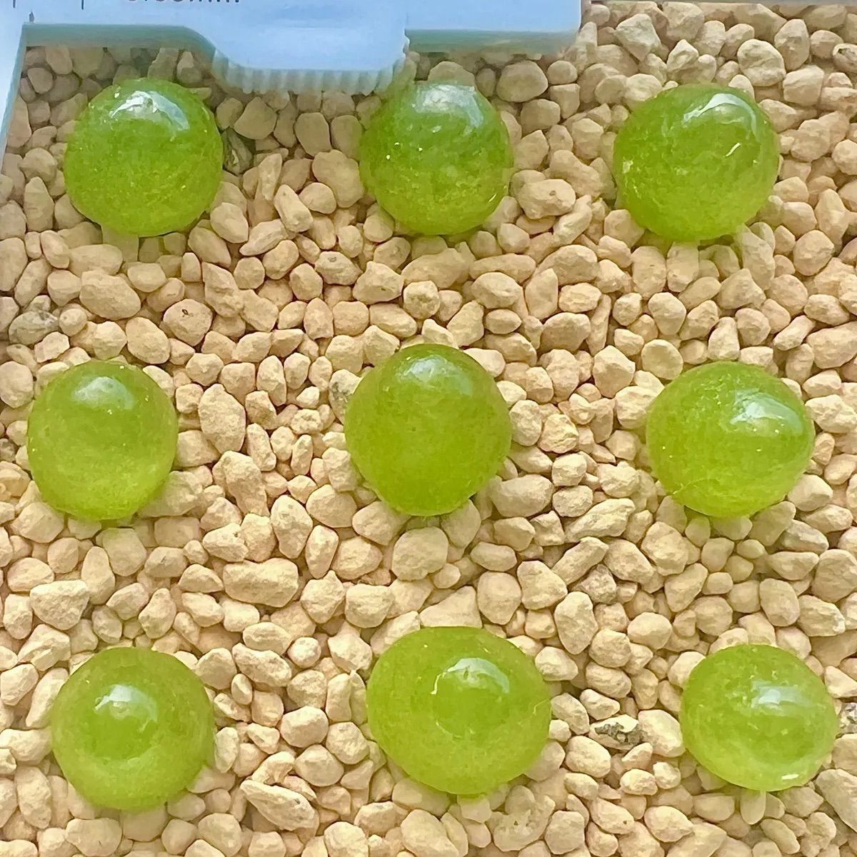 ネコポスで発送❣️コノフィツム　ブルゲリSH409 大玉2cm以上　抜き苗　4株 數量限定 コノフィツム ブルゲリ 9点セット メセン 抜き苗 多肉