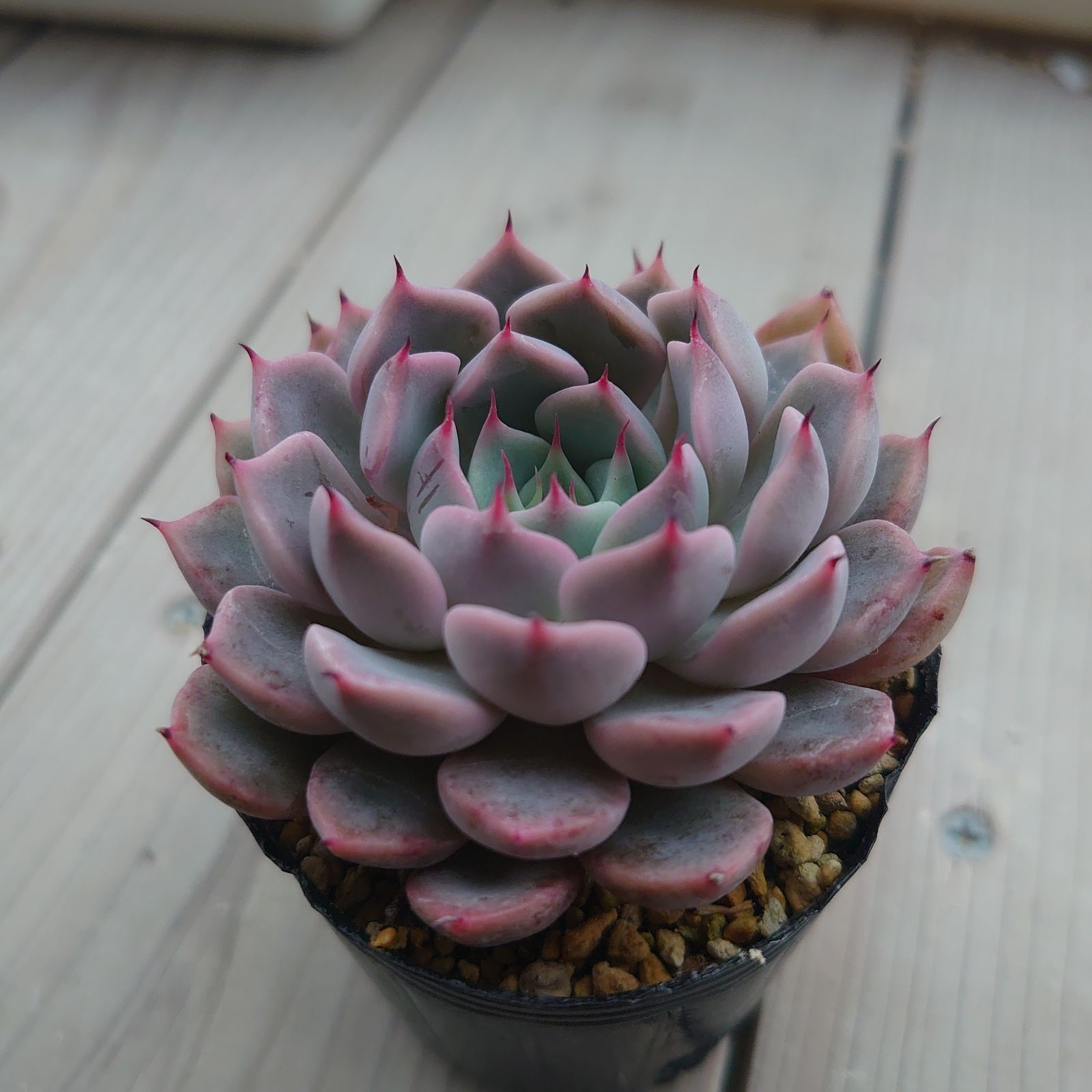 メクセンシスザラゴーサ メクセンシスザラゴーサ