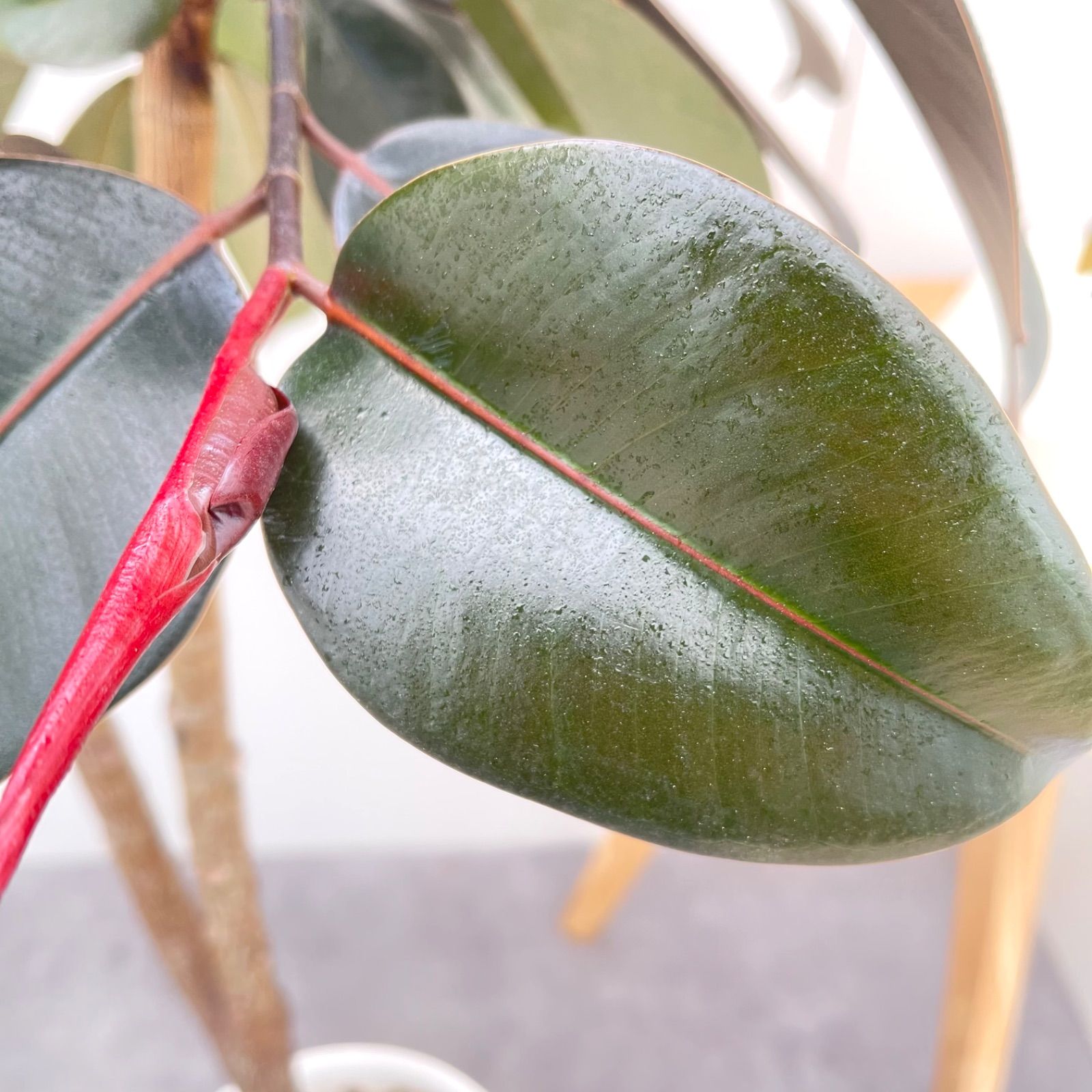 観葉植物