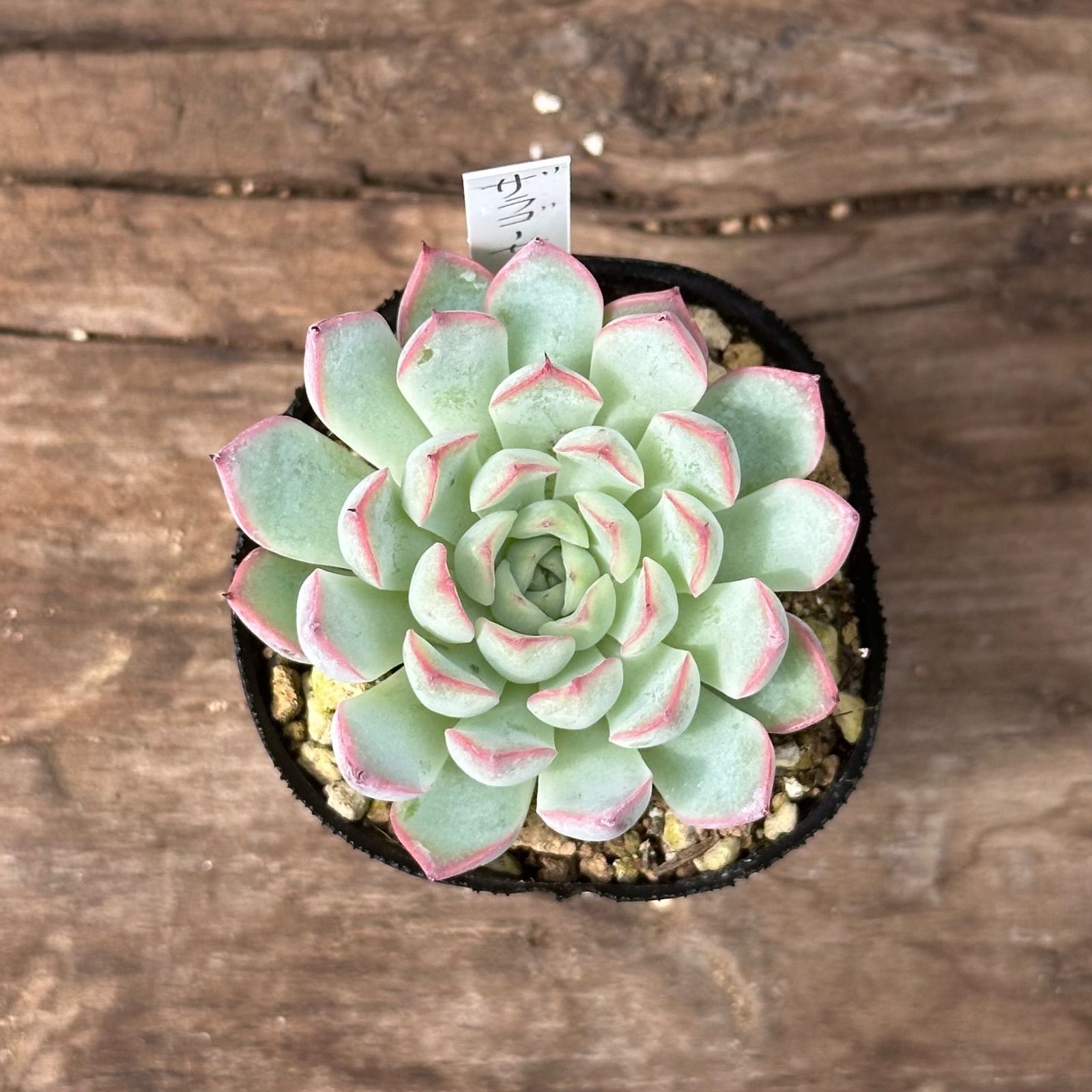 このか様♡専用ページ♡計4点♡多肉植物 8-4】多肉植物4点セット（現品限り） - メルカリ