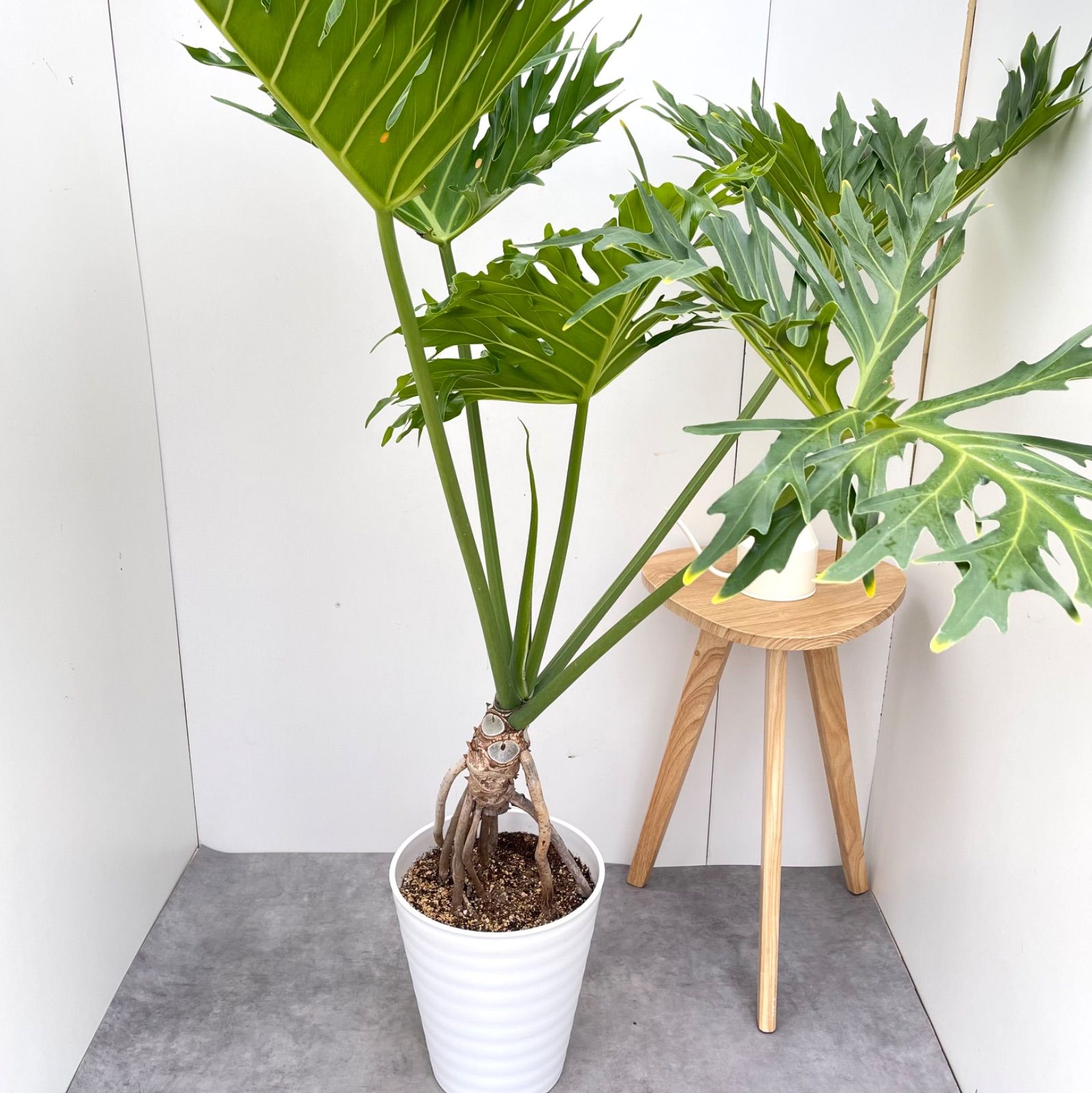 フィロデンドロン セローム 幹上がり【現品】観葉植物 室内 特大 