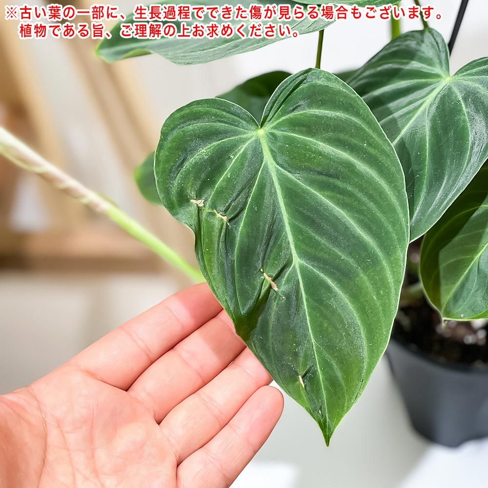 PLANCHU 観葉植物 フィロデンドロン グロリアス 4号吊り鉢 育て