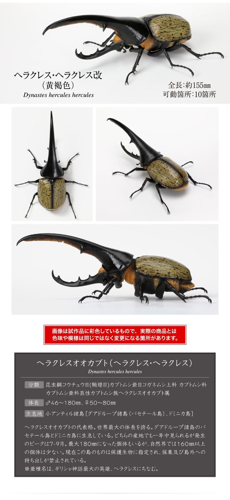 BANDAIいきもの大図鑑かぶとむし07 - メルカリ