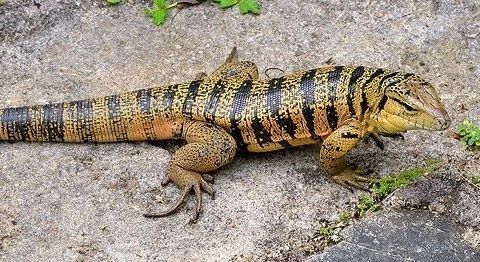 高品質！ ゴールドテグー 頭骨 ☆即納☆高品質！ゴールドテグー 頭骨 - 頭骨・骨格標本・剥製