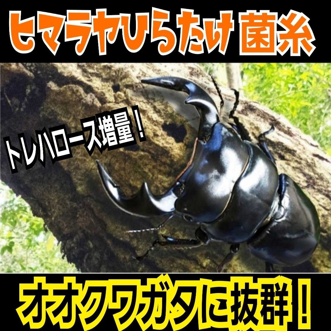 極上！ヒマラヤひらたけ菌糸ブロック【2個】オオクワガタ、ヒラタ
