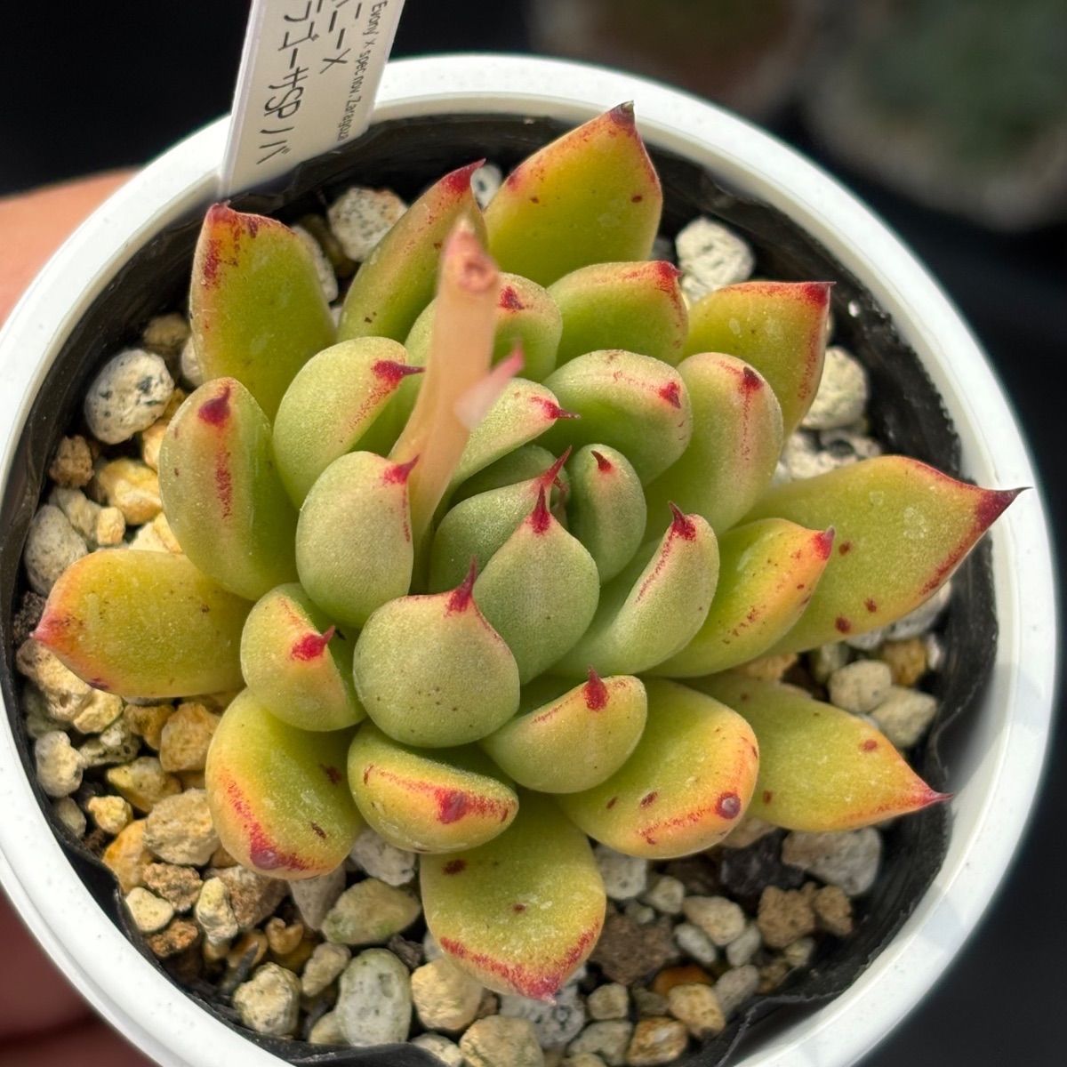 ☆人気レア品種!☆エボニー×ザラゴーサSPノバ 多肉植物 (抜き ☆人気レア品種!☆エボニー×ザラゴーサSPノバ 多肉植物 (抜き