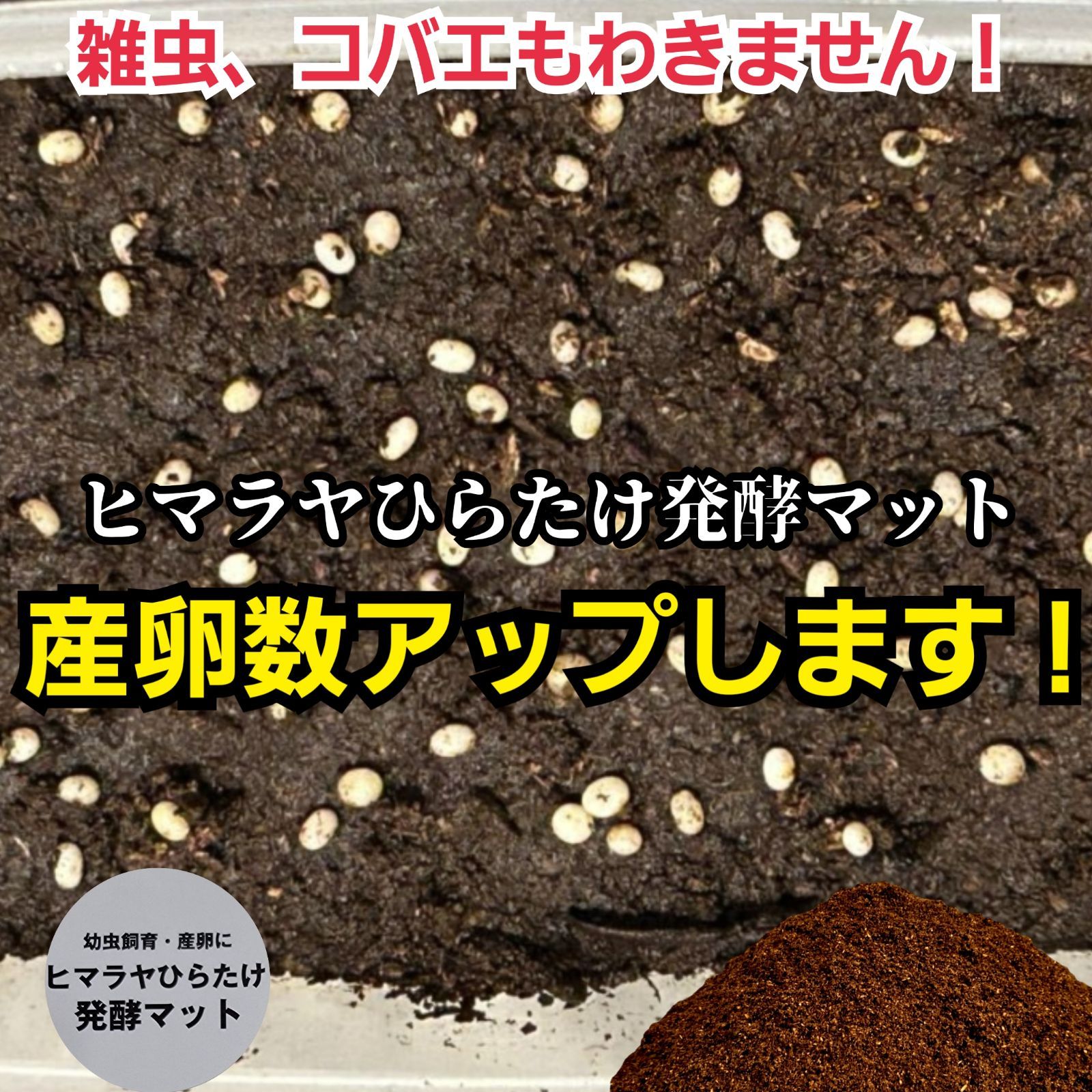 カブトムシ幼虫が大きくなります！ 国産かぶと88ミリ羽化実績