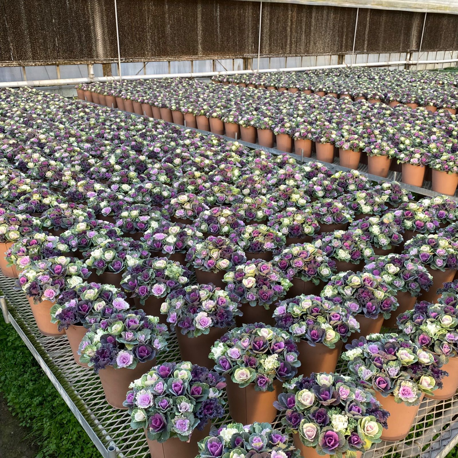 マイクロ葉牡丹72株セット【匿名配送】【観葉植物】【寄せ植え