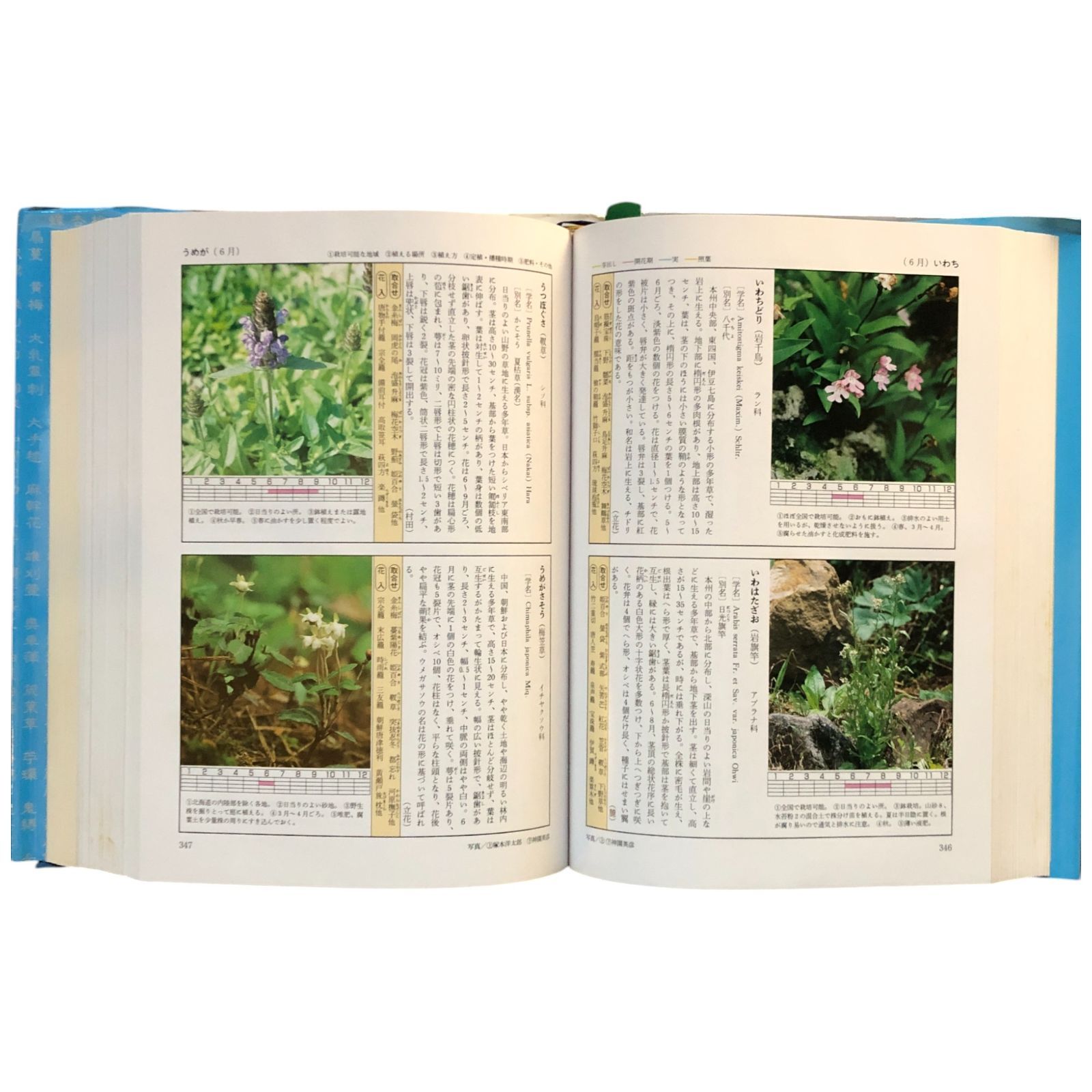 原色茶花大事典 原色茶花大事典 |本 | 通販 | Amazon