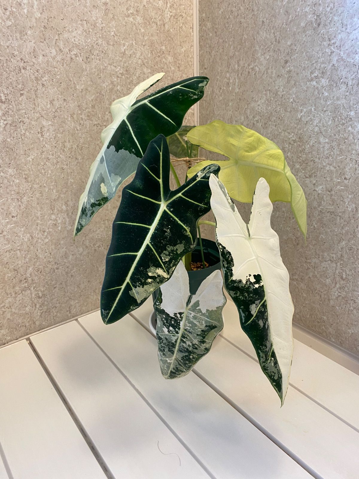 斑入り アロカシア グリーンベルベット 【01】 アロカシア グリーン