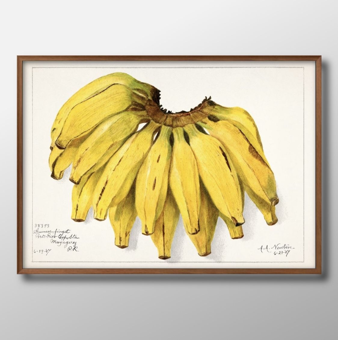 07293フルーツ バナナ ビンテージイラスト A3 サイズ ポスター アート