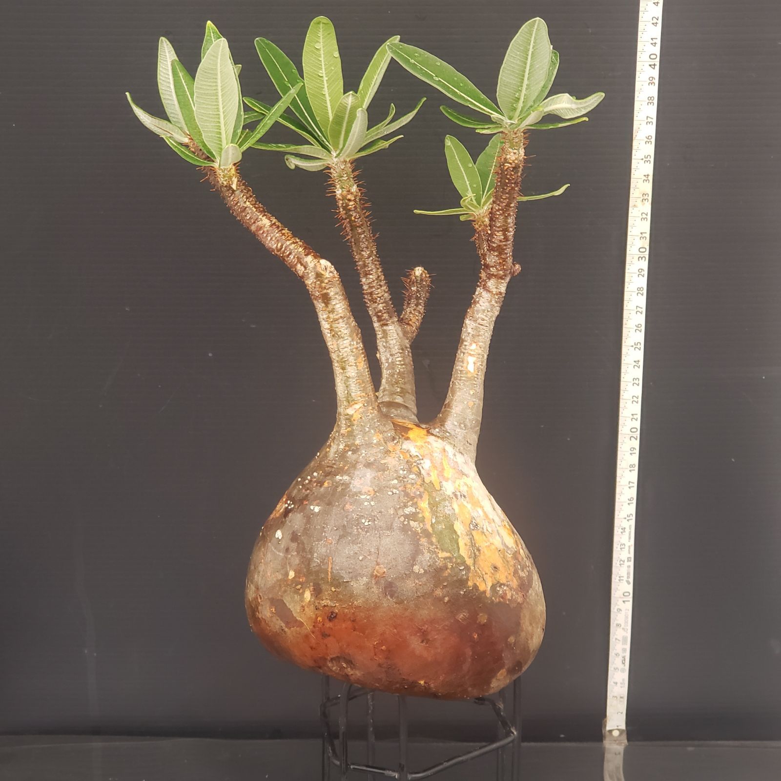 S262【自社養生・発根株】Pachypodium グラキリス(M)(現地球 S262【自社養生・発根株】Pachypodium グラキリス(M)(現地球