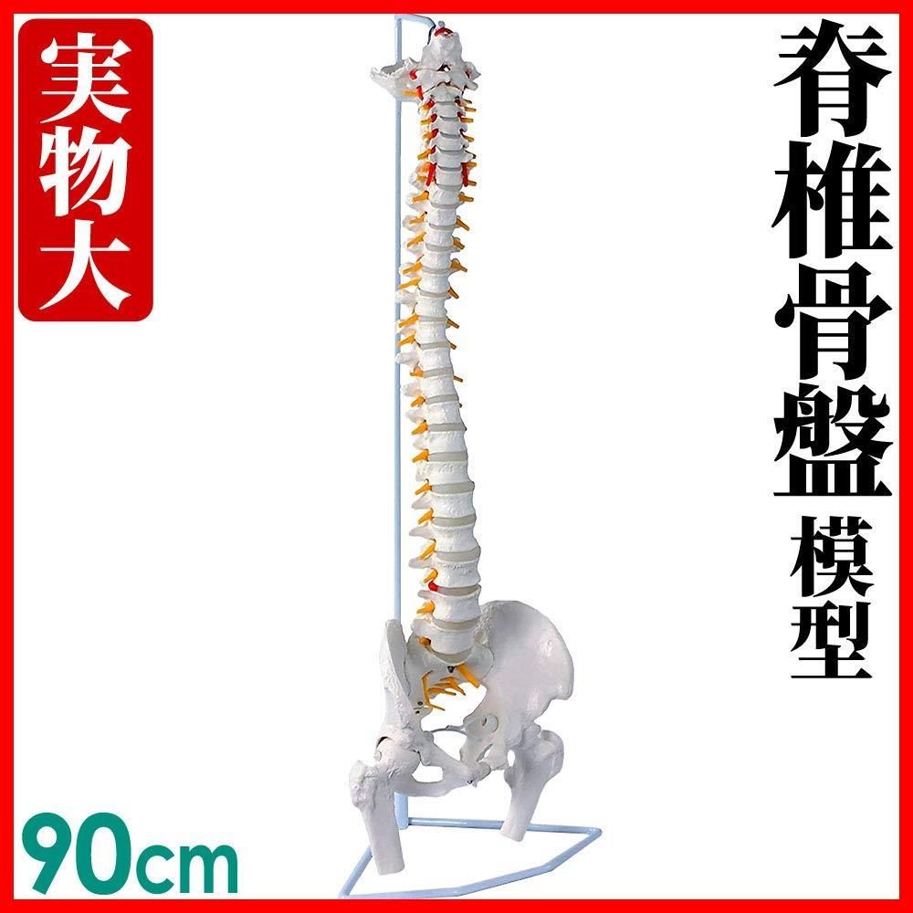 模型