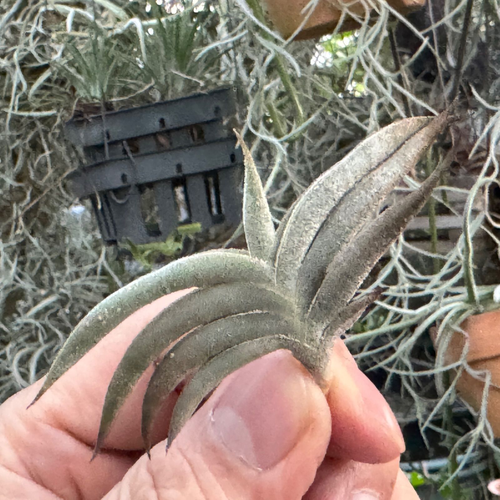 HR＊チランジア ギリエシー マイオール Tillandsia gilliesii fa. maior＊エアプランツ＠フラワーショップ江口 - メルカリ