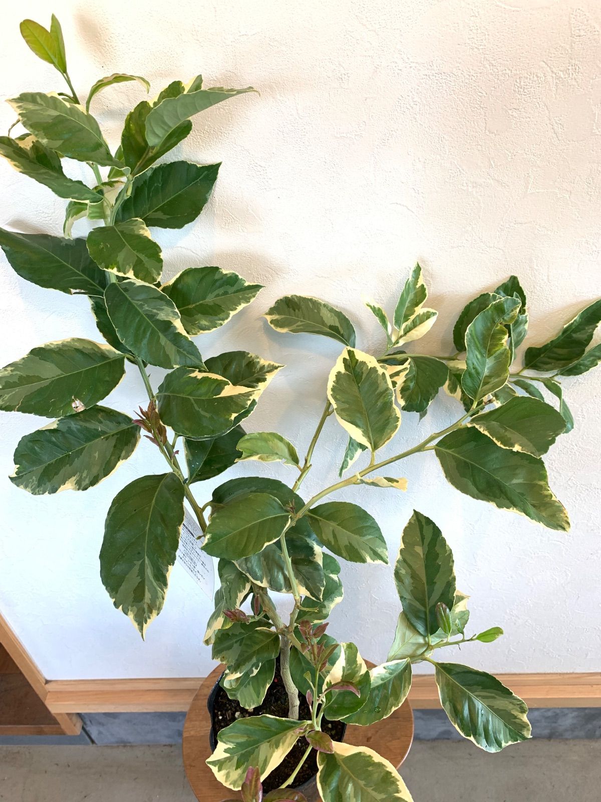 柑橘　ピンクレモネード接木苗／樹高125cm ピンク斑入りレモン　現品撮影 楽天市場】斑入りレモン 『 ピンクレモネード 』 13.5cmポット接木苗