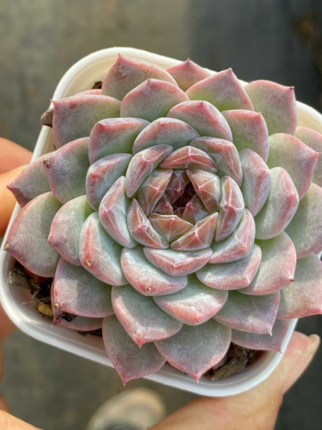 50株の抜き苗セット キャンデーライト 多肉植物 佐川急便発送 エケベリア 韓国苗 QS1162