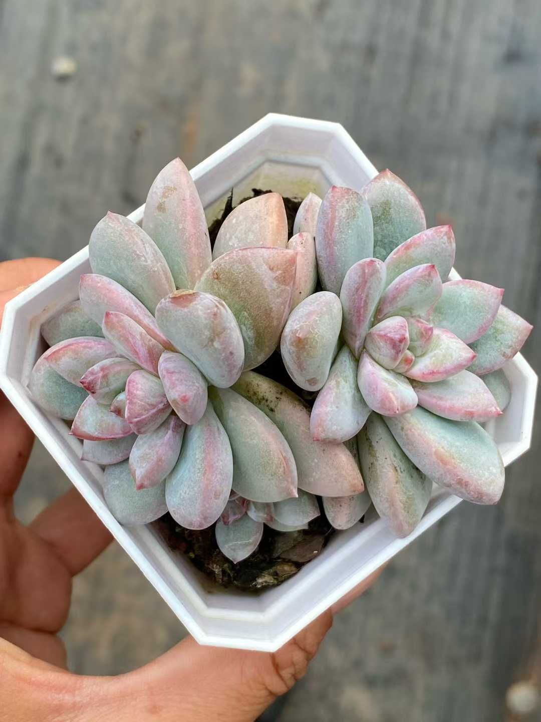 新発売 35株セット セダム・ルシダム 'オベスム' 抜き苗 多肉植物 佐川