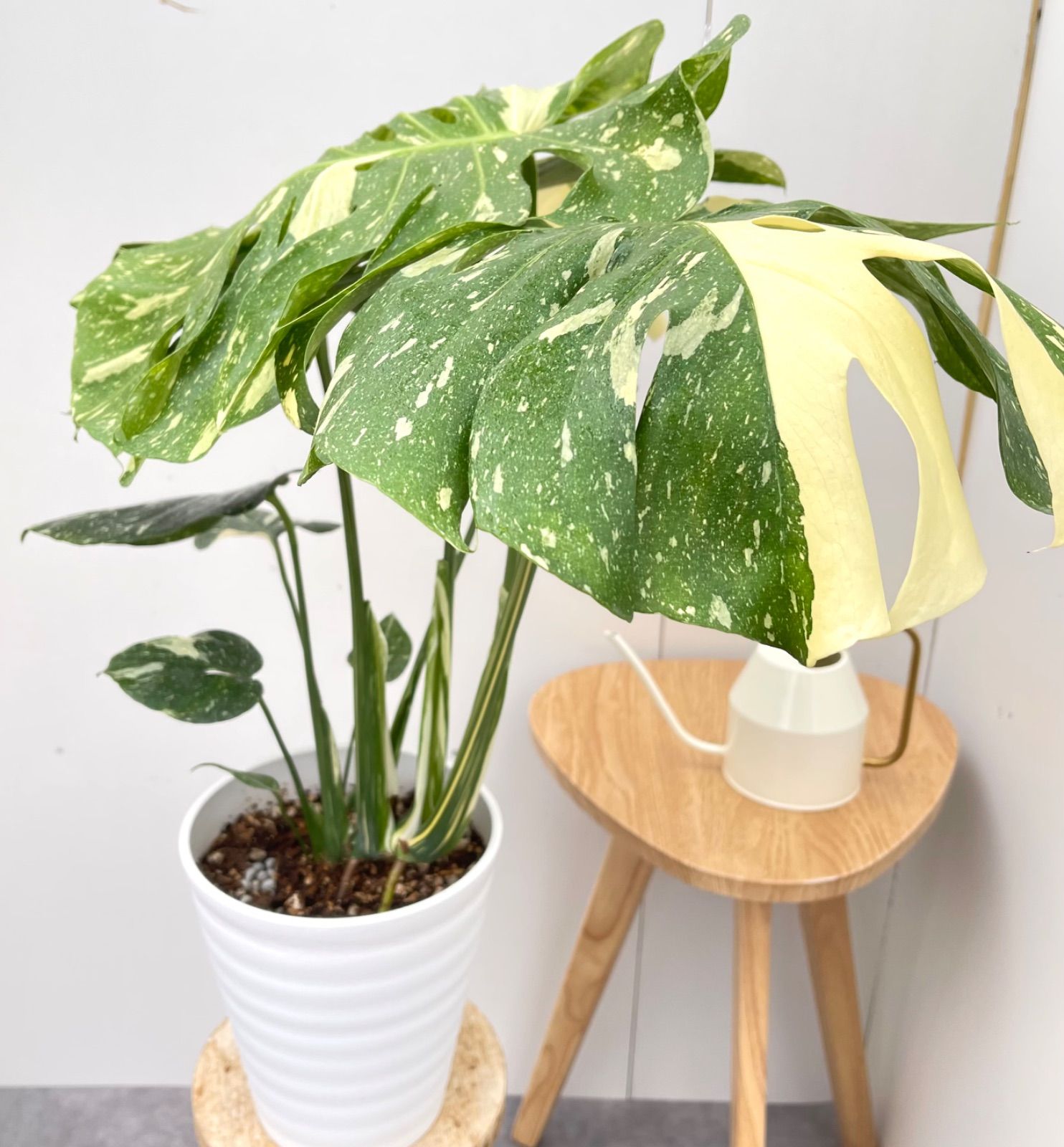 現品 観葉植物