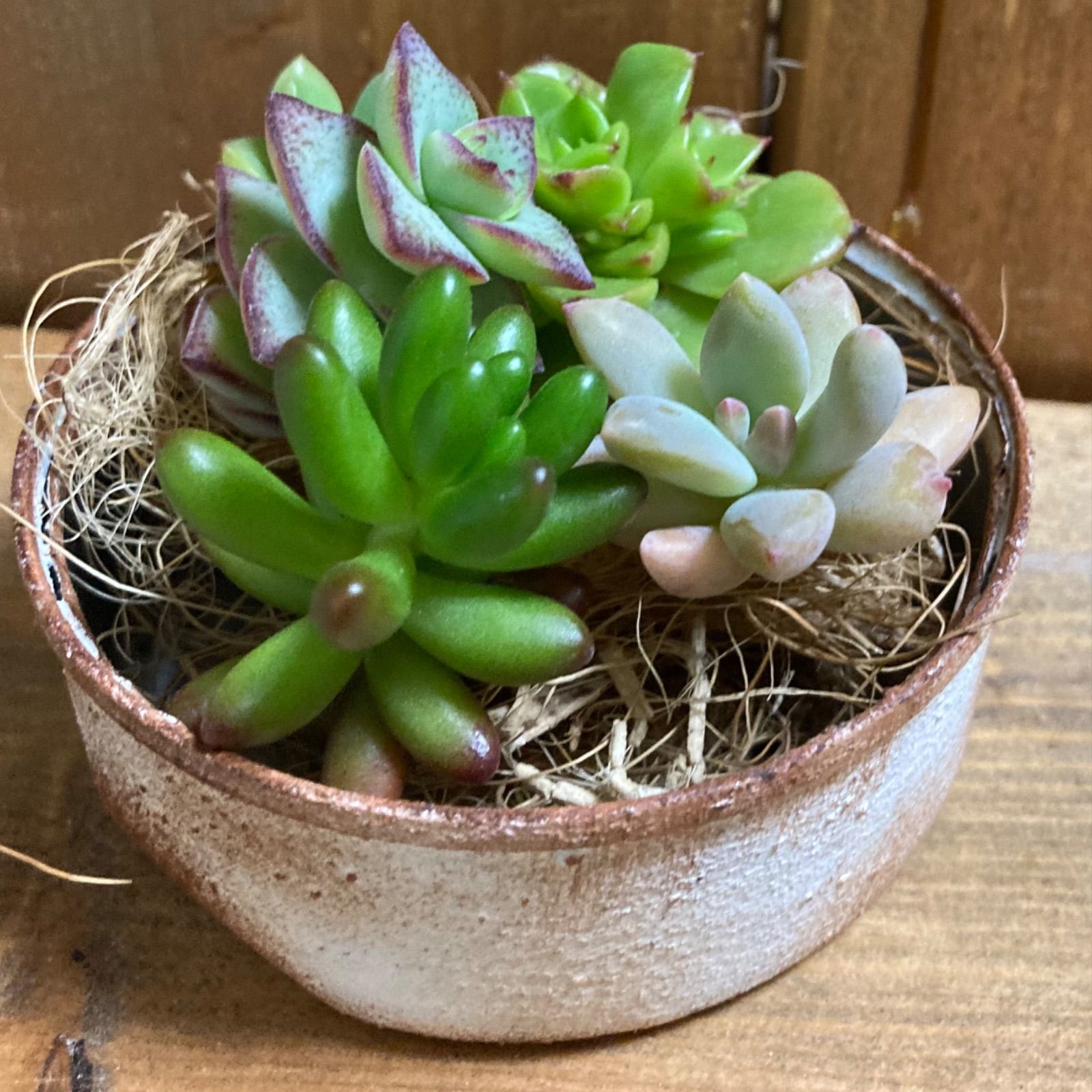多肉植物　カット苗　詰め合わせ　リメ缶付き