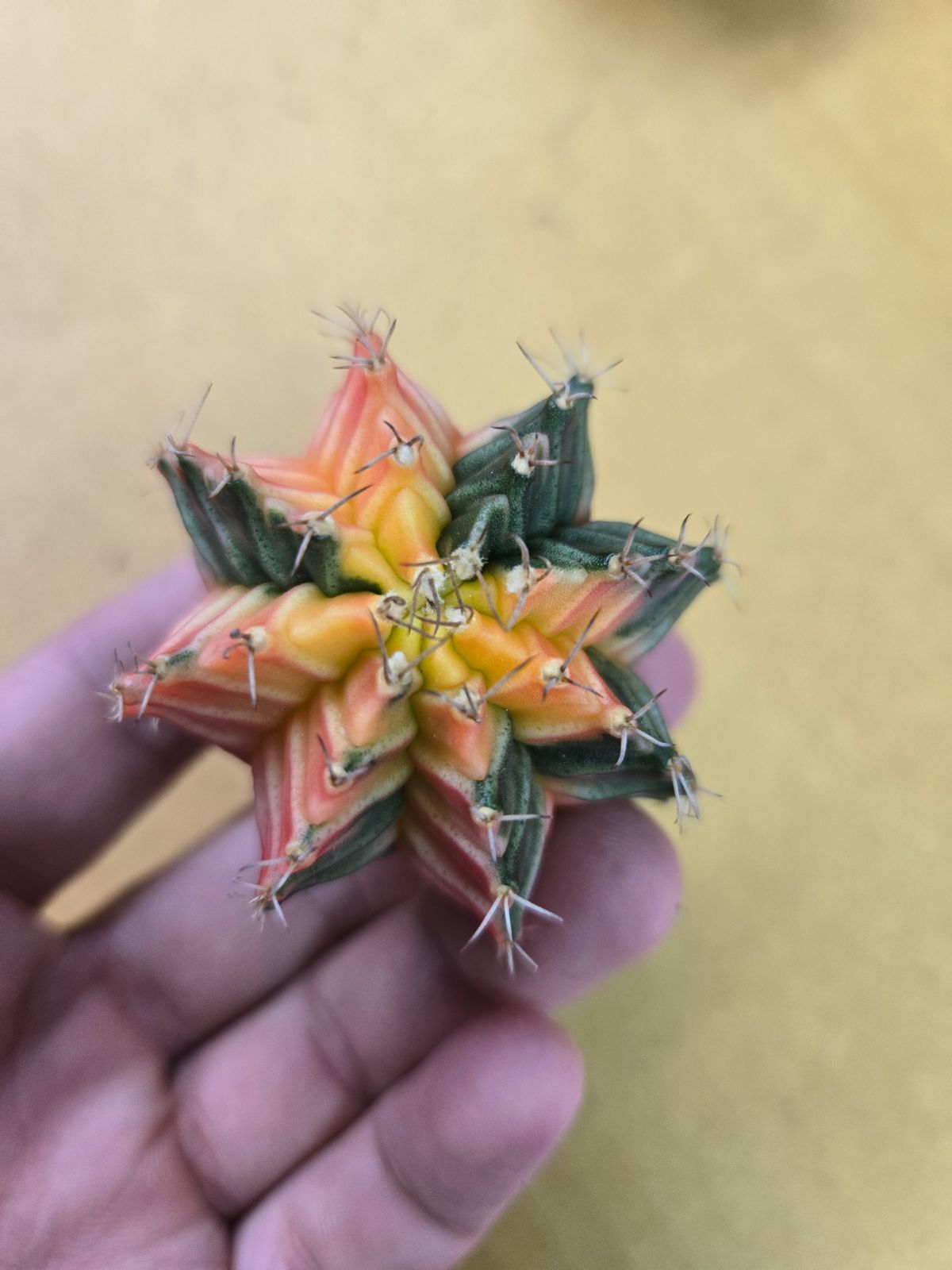 サボテン　菊水綴化　緋牡丹錦　天平丸　3株セット❗ サボテン 菊水綴化 緋牡丹錦 天平丸 3株セット❗ 緋牡丹錦