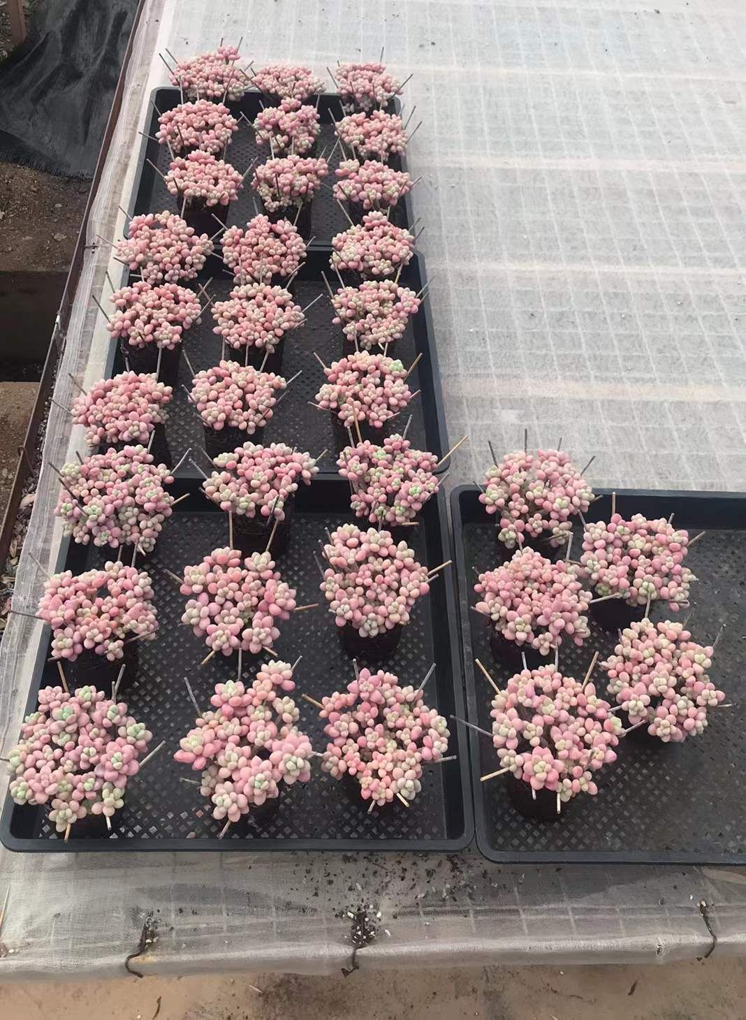 ち*え様 E-2041×35株 抜き苗 多肉植物 エケベリア サボテン E-2041×35株 抜き苗 多肉植物 エケベリア サボテン - メルカリ