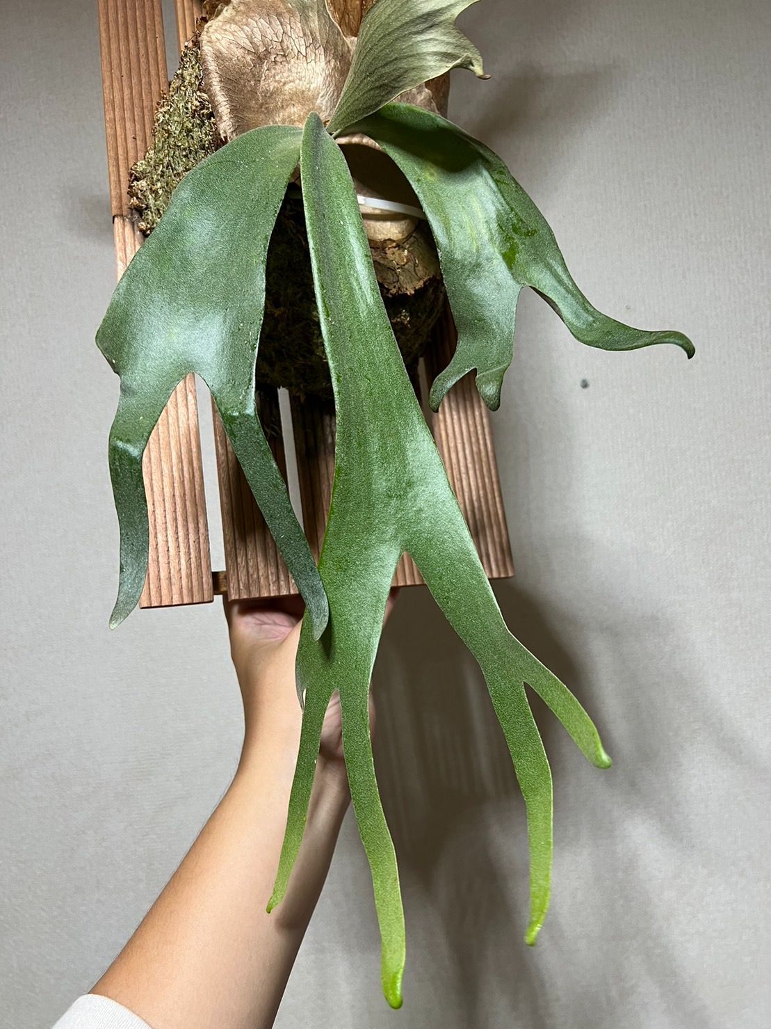 27▽P.willinckii Java WILD▽ 40cm 特大サイズ ウィリンキー