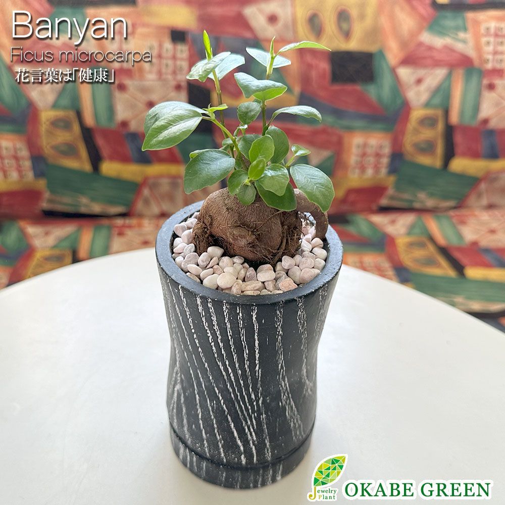 がじゅまる盆栽 盆栽素材苗：がじゅまる 現品 *ガジュマル Ficus microcarpa gajyumaru