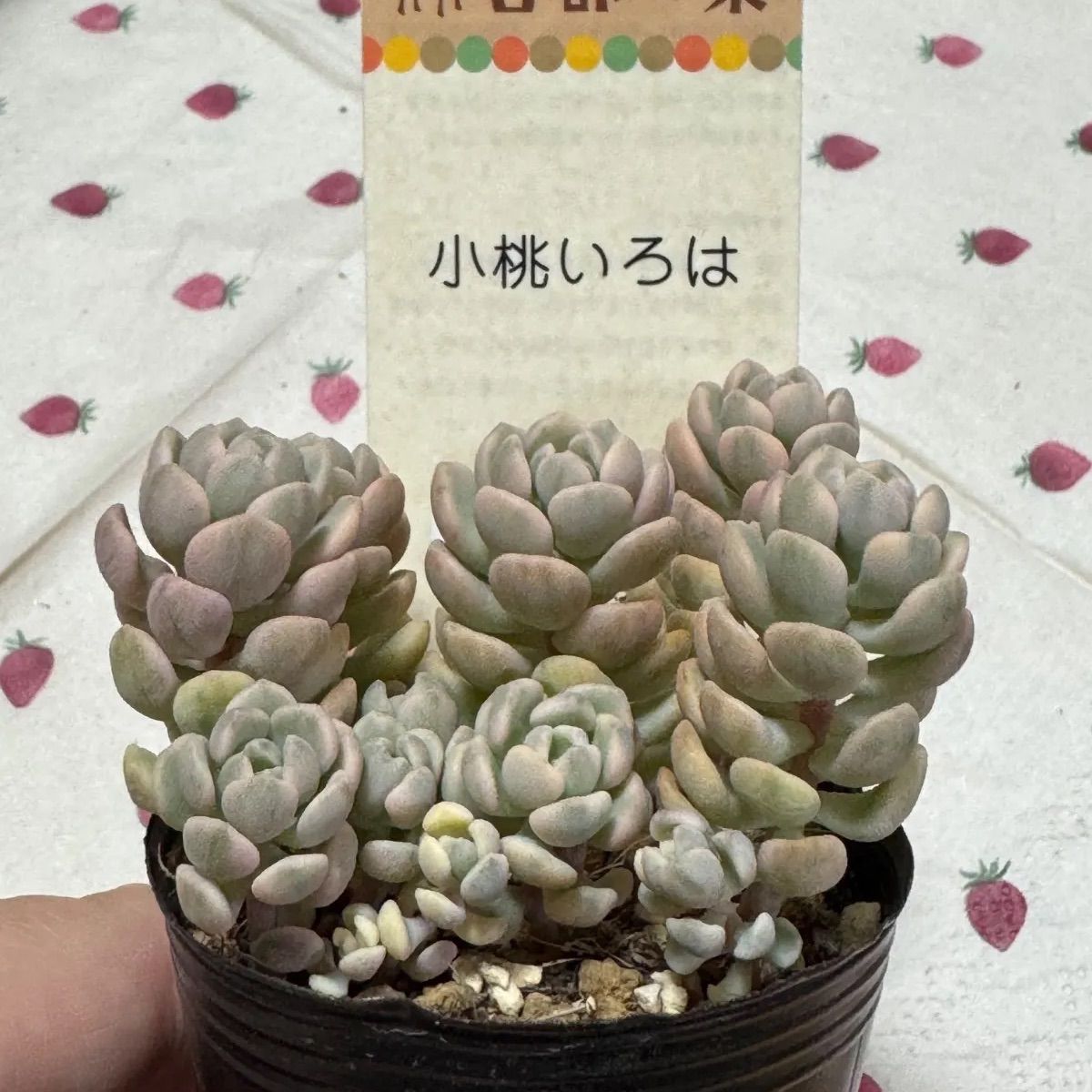古都の葉さん　小桃いろは　札付き　メルカリ便 ⭐︎古都の葉 小桃いろは 札付き⭐︎ - メルカリ
