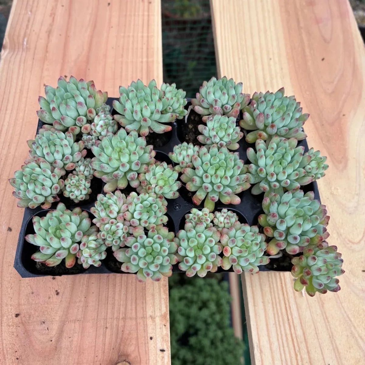 第四種郵便発送】多肉 エケベリア 花火 プラグ苗 12苗セット - メルカリ