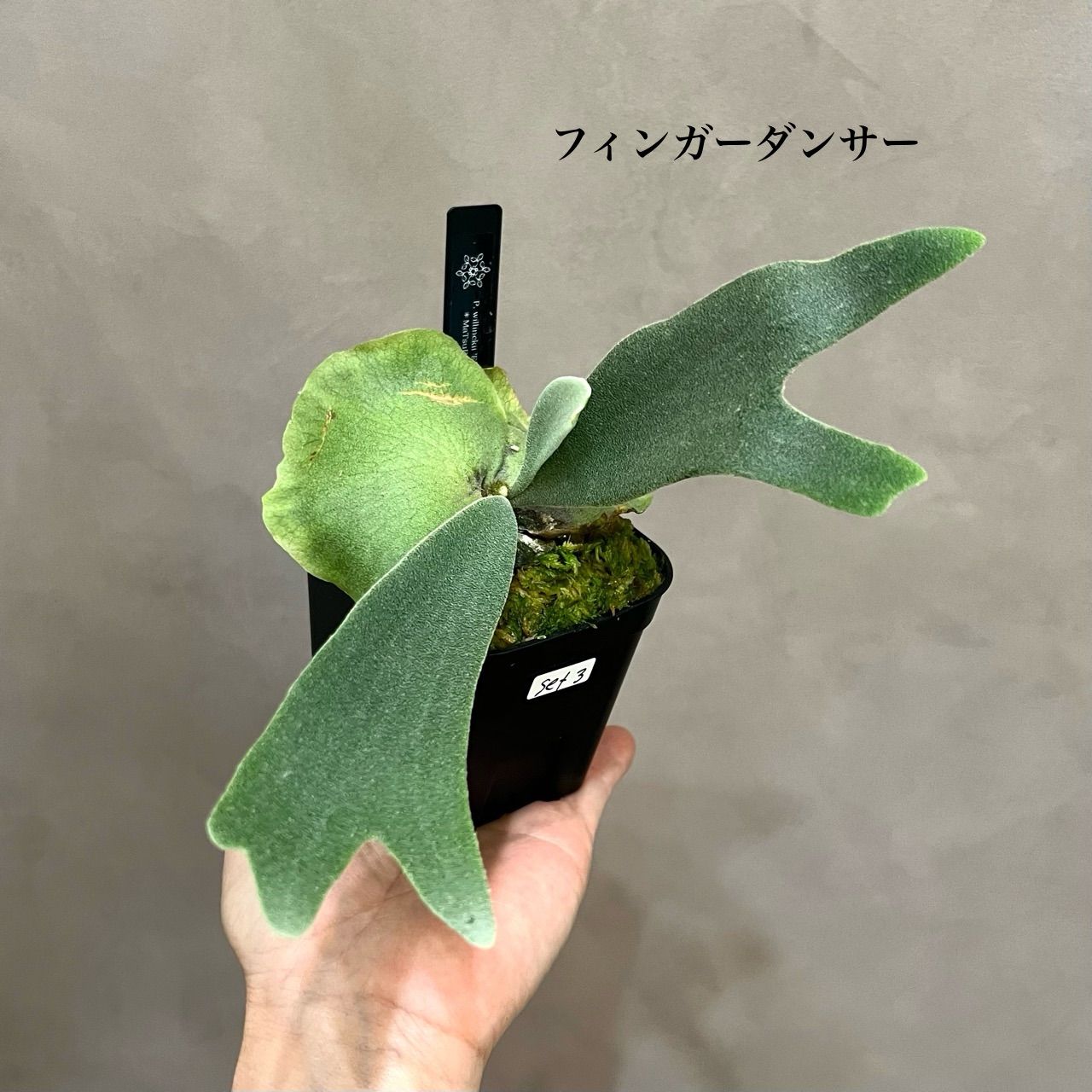 ビカクシダ 2種セット｜フィンガーダンサー ＆ mix胞子撒き 胞子