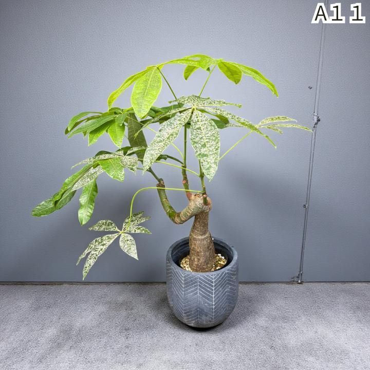 パキラ ミルキーウェイ 1 パキラ ミルキーウェイ 1 - メルカリ
