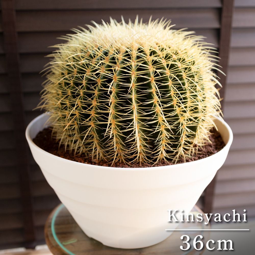 発根済 36cm 金鯱 サボテン キンシャチ 金シャチ 特大 12号 ドライガーデン 1005WH-J