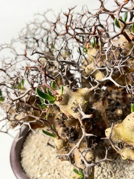 Tylecodon reticulatus【現地株】レティキュラータス万物想 isla del pescado - Tylecodon reticulatus-万物想