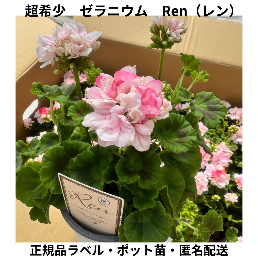 ゼラニウム：Ren〈レン〉（4号）希少品種 花苗 珍しい ゼラニウム