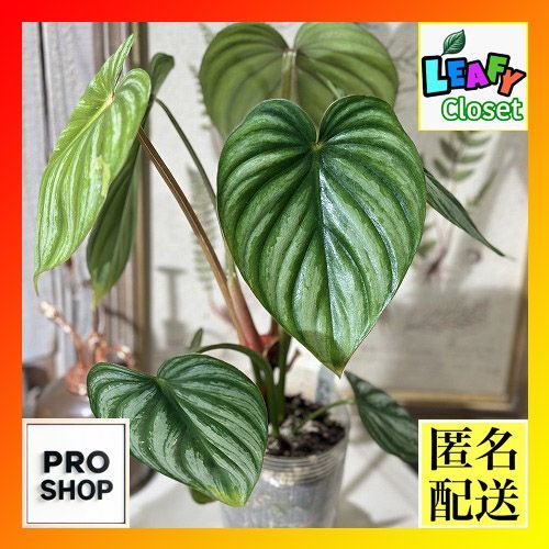 観葉植物 フィロデンドロン プロウマニー ウォーターメロン 2.5 観葉植物 フィロデンドロン プロウマニー ウォーターメロン 2.5