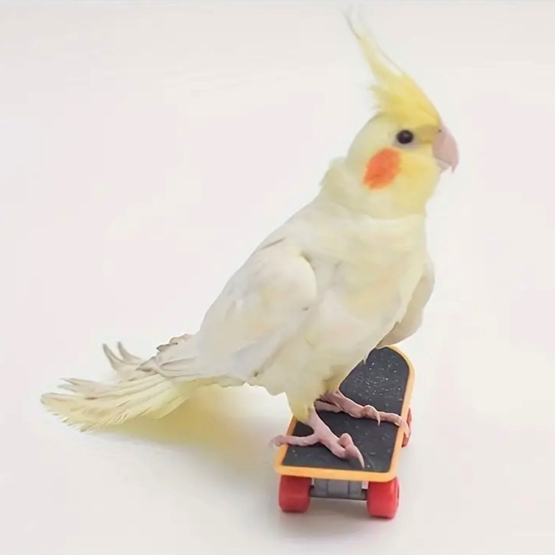 ミニ　スケボー　鳥　インコ　玩具　指スケ　トイ　バード　小鳥