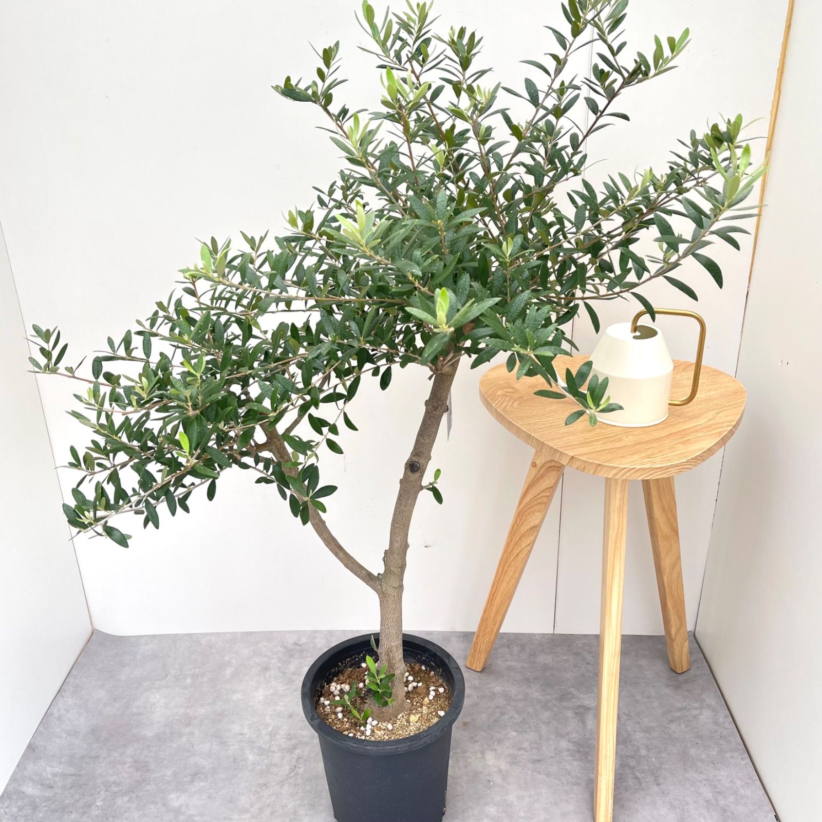 オリーブ ネバディロブランコ 19 現品 観葉植物 創樹 SOUJU 大型