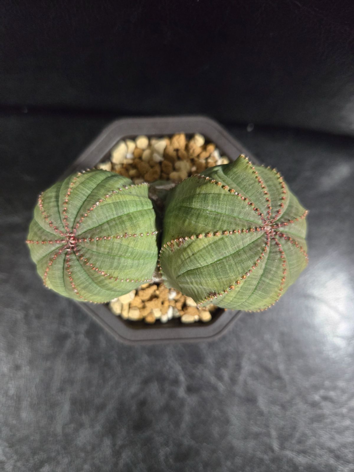 ユーフォルビアオベサ オス株 ユーフォルビア 扁平オベサ オス株 美株