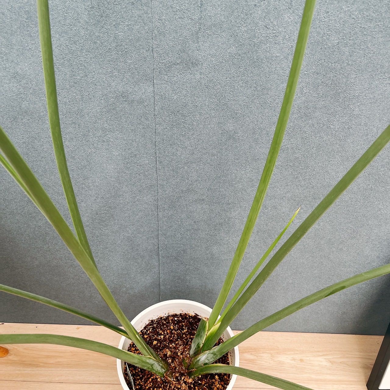 現品］【希少】2番 ストレリチア ノンリーフ 8号 観葉植物 大型 室内