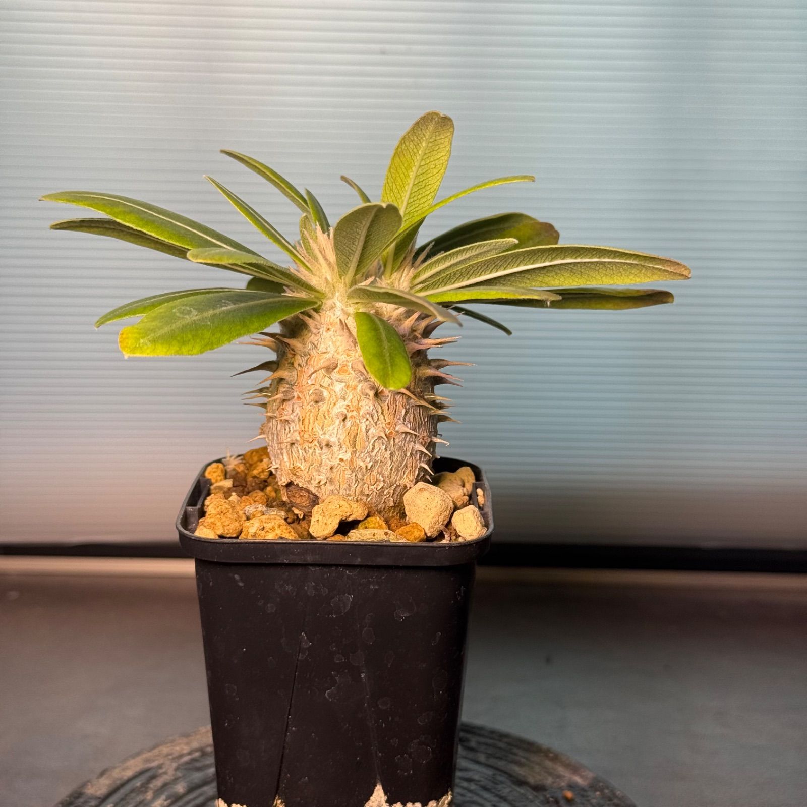 パキポディウム グラキリス 実生 2年半 plants by the core産 国内実生 グラキリス 2年株 パキポディウム アンボンゲンセ