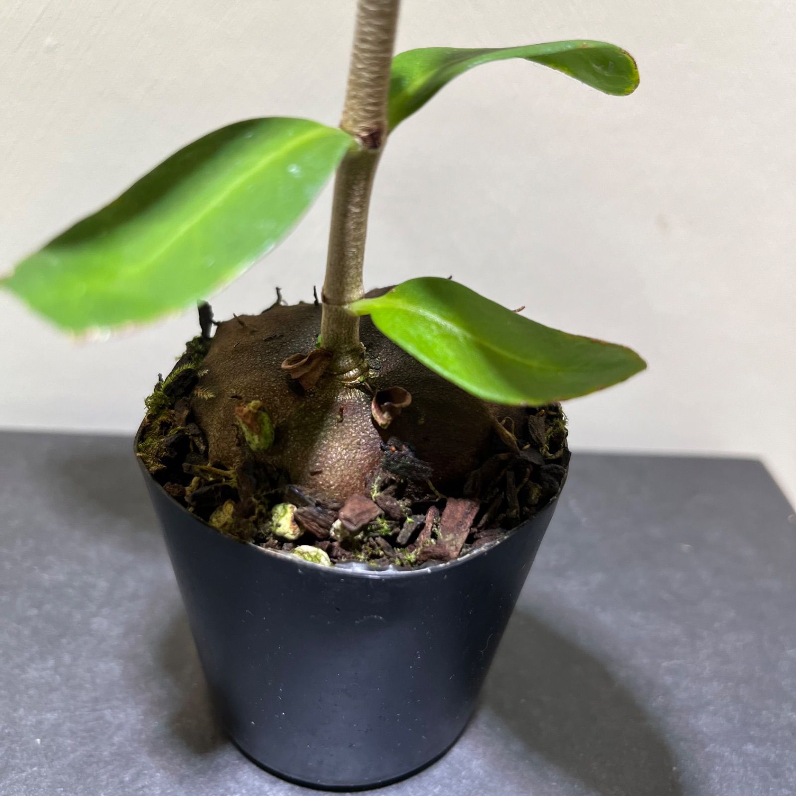 アリ植物　ヒドノフィツム・フォルミカルム ヒドノフィツム フォルミカルム Hydnophytum 'formicarum' アリ植物