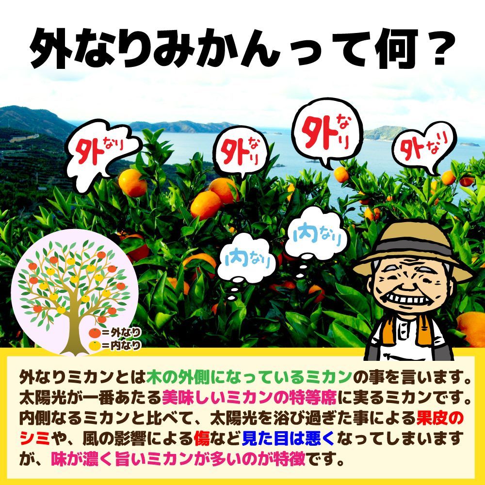 愛媛みかん（7日以内発送）外なり極早生愛媛みかん箱込10kg+保証分500g ※沖縄・離島・北海道は発送不可