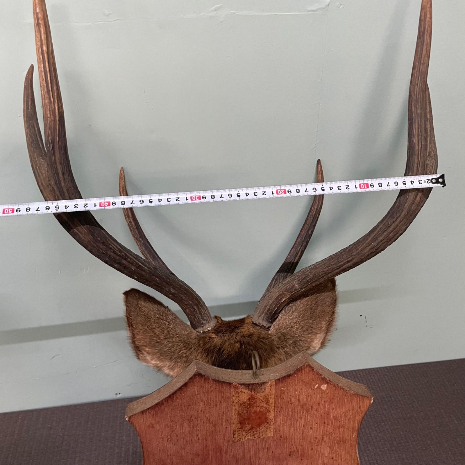 ♭ 鹿の剥製 鹿角 シカ 剥製 壁飾り 高さ80cm ハンティング