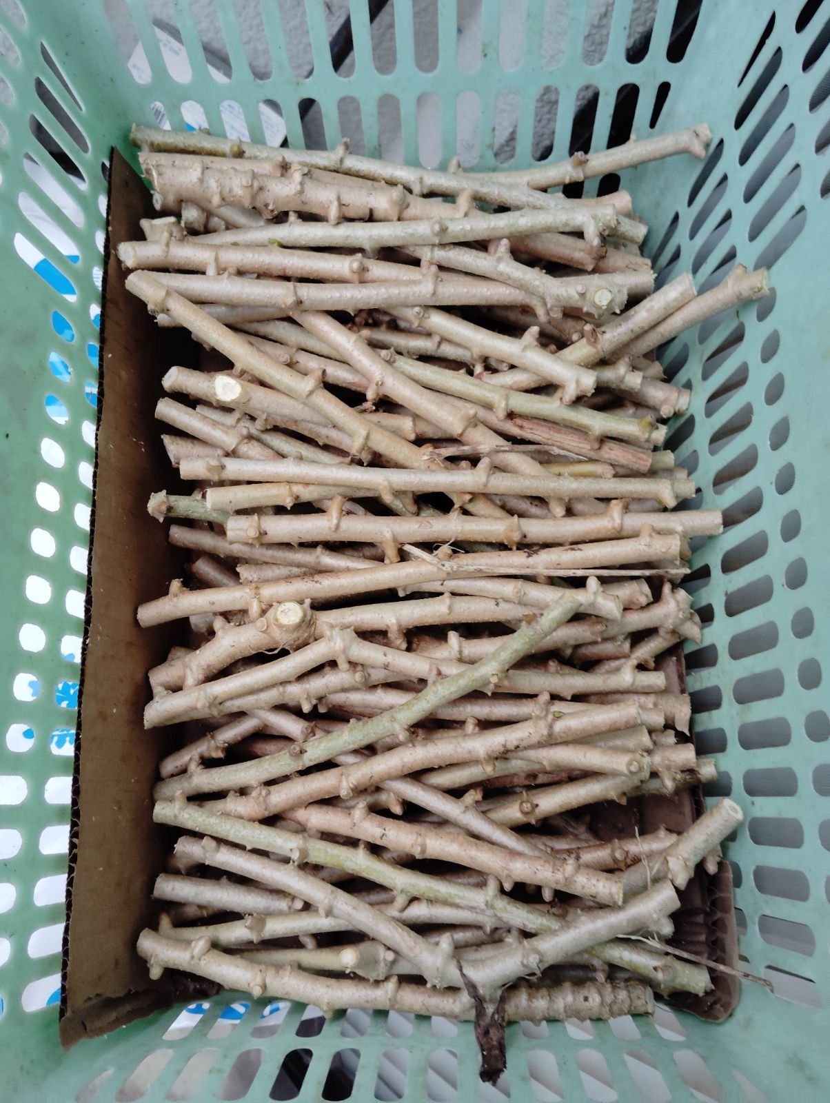 Veg Farm様 キャッサバ マンジョッカ 充実したホギ 枝 100本