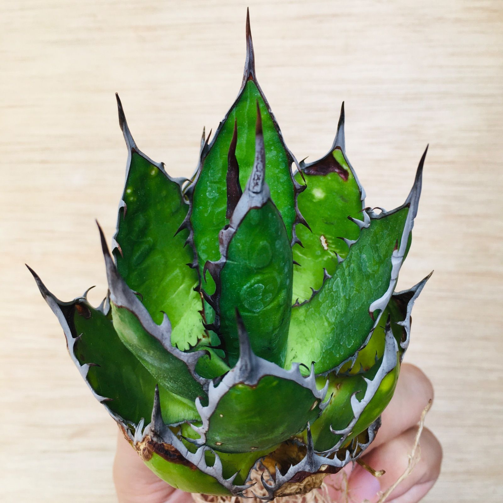 最安値安いアガベ ホリダ スペシャルクローン 観葉植物